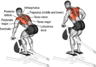 Rowing T barre à la machine, homme dos salle de sport